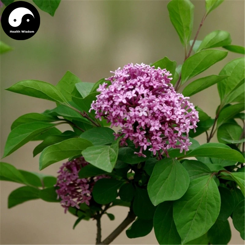 

Buy Early Lilac Tree Semente 60pcs Plant Chinese Syringa Oblata Tree Zi Ding Xiang