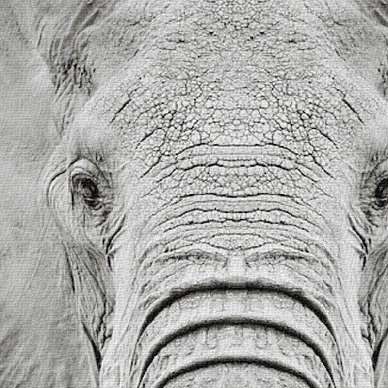 Elephant Portrait Print 
