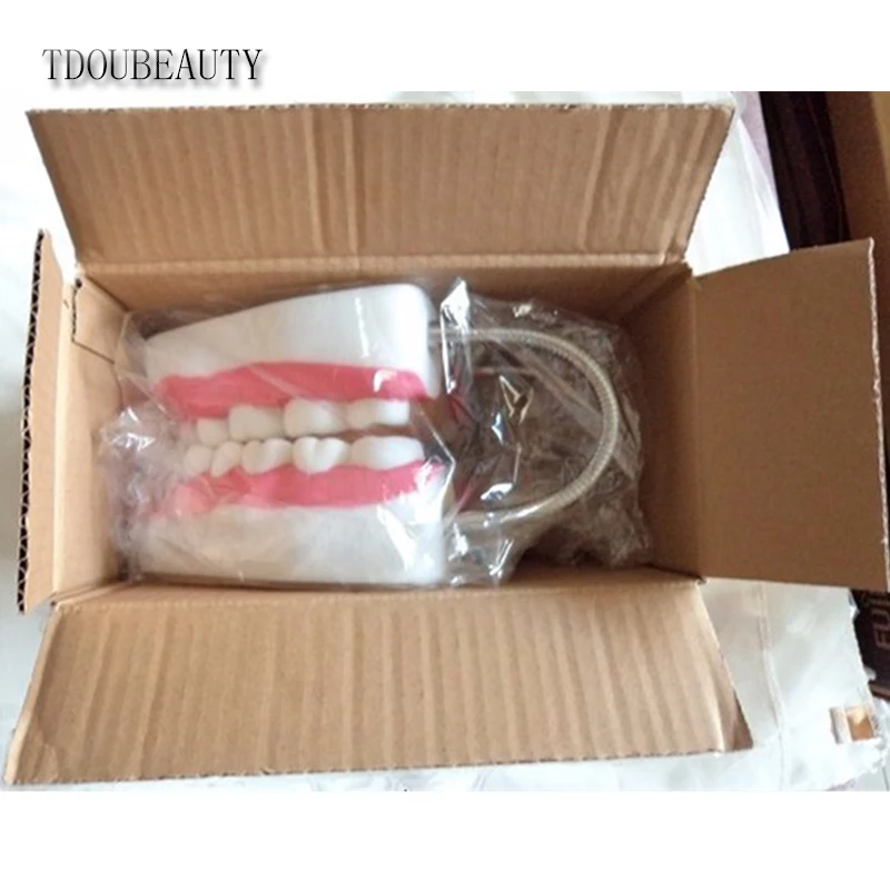 Modelo de Ensino Dental a Apresentação de Alta Tdoubeauty Seis Vezes Ampliação Boca Cheia Modelo Dente Qualidade Frete Grátis 14 de alta qualidade frete grátis