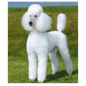 

5D FULL Diy Diamond Embroidery Cartoon lovely Dogs White Poodle Dogs Mosaic Square Cross Stitch Home Decor Christmas Gift Z29