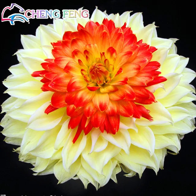 100 pz Giallo Arancione E Rosso Dahlia Dahlia bonsai Charming Cinese Bella Fiore 100 pz Giallo Arancione E Rosso Dahlia Dahlia bonsai Charming Cinese Bella Fiore