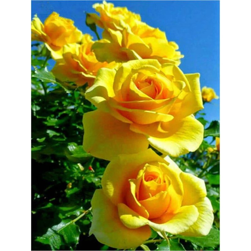 

K087 Yellow Flowers Diamond Painting Round Beads Sale Diamond Embroidery Rose