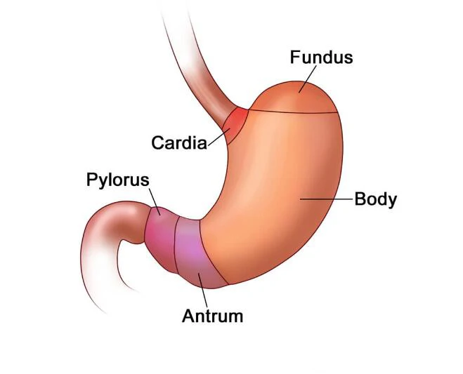 3 цвета желудка Pin Gastroenterology брошь подарок для врача/гастроэнтеролога/медстудента медицинские ювелирные изделия аксессуары