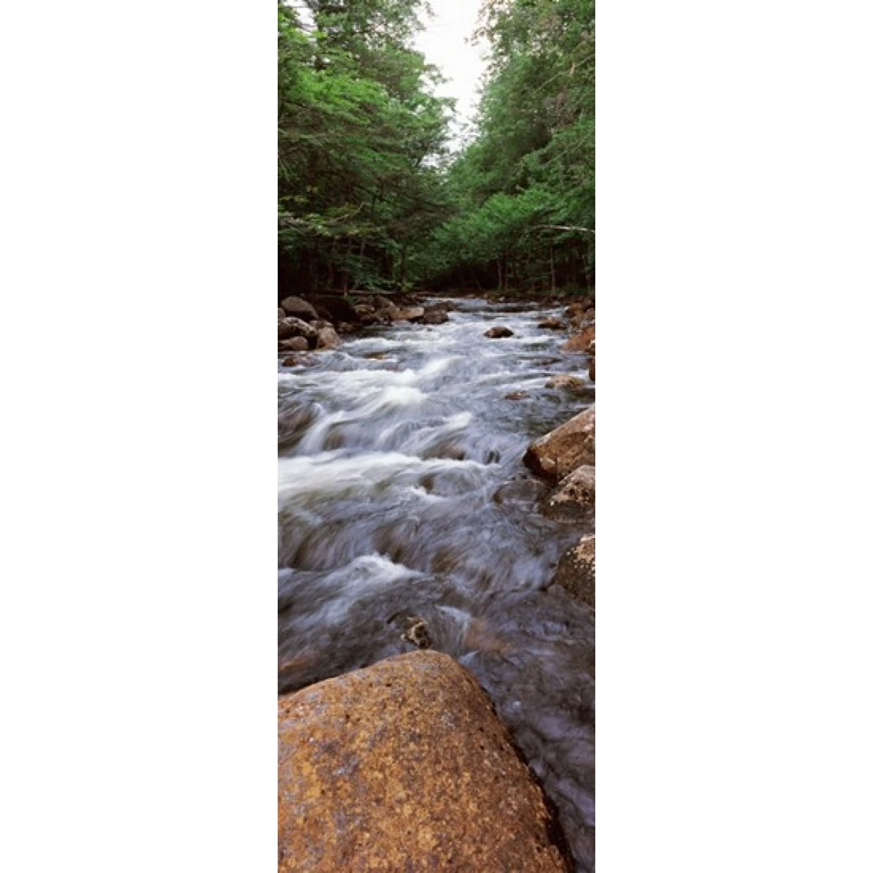River flowing through a forest  Moose River  Adirondack Mountains  New York State  USA Poster Print (18 x 7)