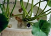 Artificial Simulation Mini silk lotus 4 colors Green plants decoration for Home hotel garden table decor ► Photo 3/6