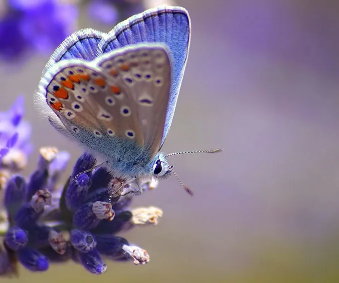 NEW 3D DIY Diamond Painting Kits Butterfly On The Purple Flower Square