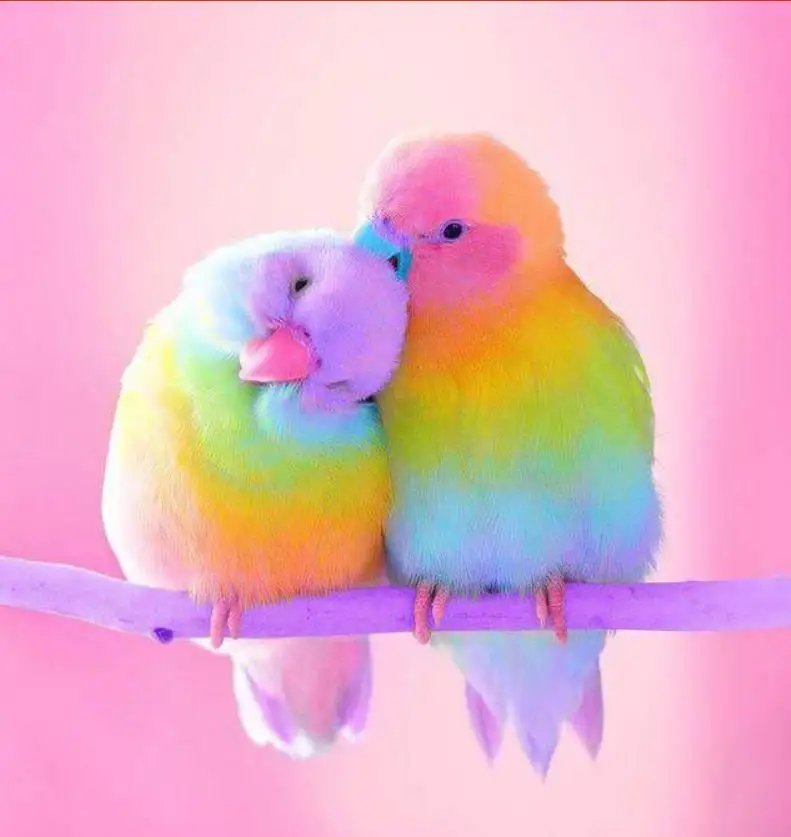 

Full Square/Round Drill 5D DIY Diamond Painting "Colored bird" Embroidery Cross Stitch 3D Home Deco
