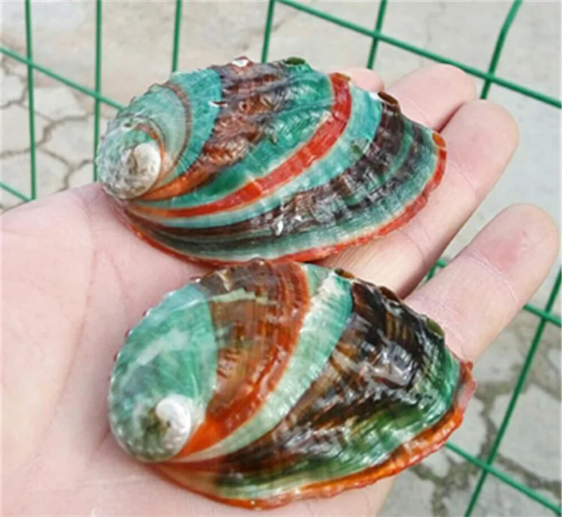 6-8cm Natural Craft Rainbow Abalone Shell Beautiful Abalone Seashell Fish Tank Aquarium Landscaping Wall Wedding Home Decoration4