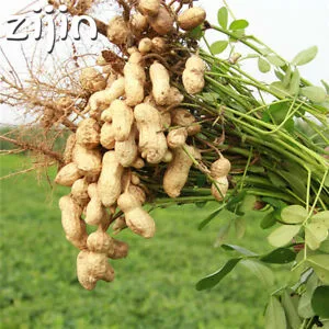 10 шт. бонсай арахис китайские характеристики растения частицы не ГМО зерновые культуры съедобный еда бонсай для дома сад