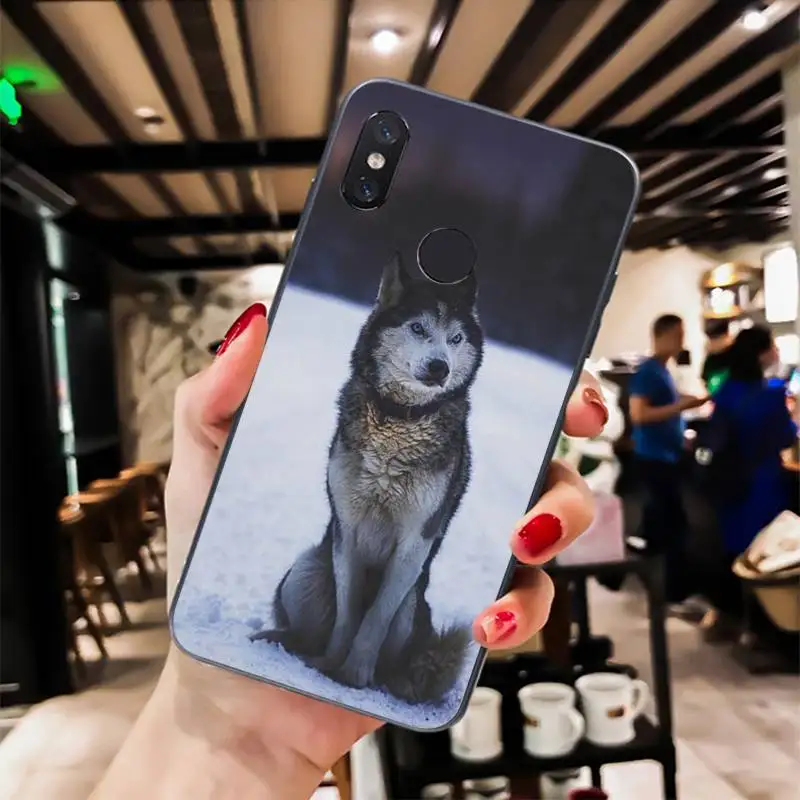 angry Animal wolf Face Pattern