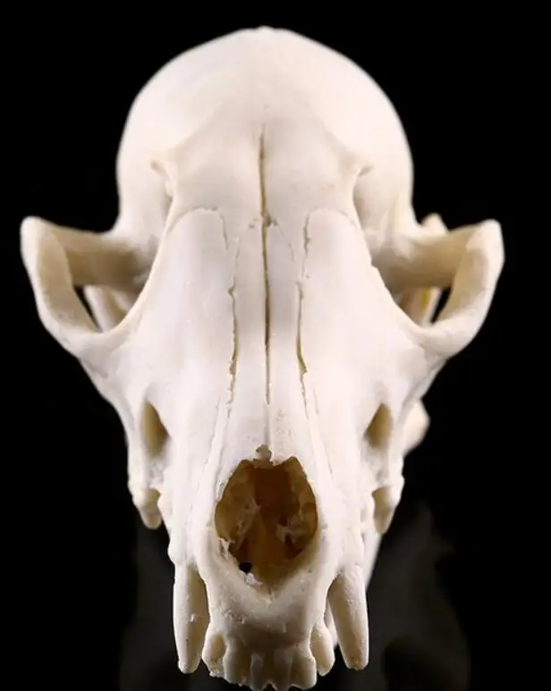 Fox skull model Medical Science Educational Supplies Skull Skeleton Mold Kids Gifts Toys Halloween Decoration