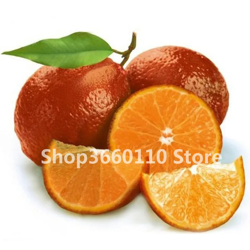 

fruit plant Bonsai Lemon Tree bonsai High survival Rate Fruit Tree bonsai For Home Gatden Backyard Free Shipping