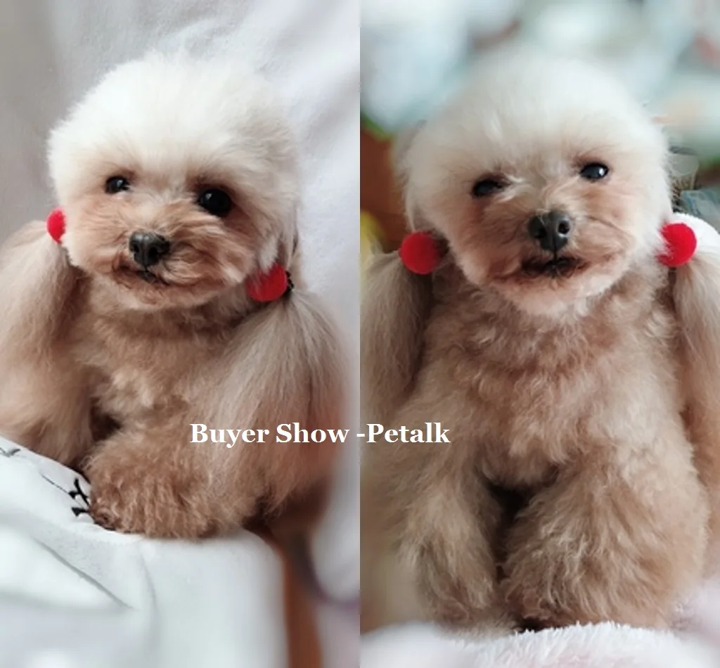 10 20pcs Nette Hairball Hund Bogen Pflege Headwear Gummi Fur York Malteser Hunde Haar Zubehor Farbe Zufallig Dog Accessories Aliexpress