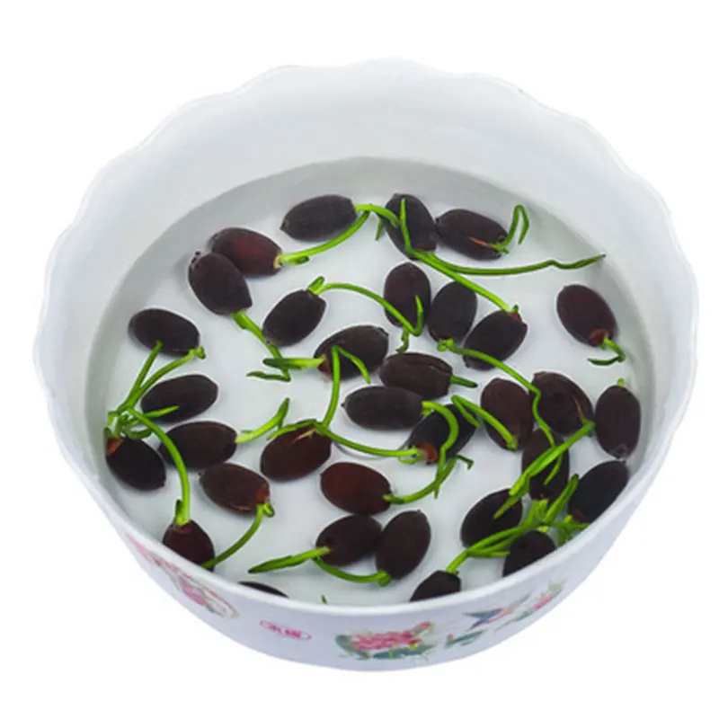 

2019 Time-limited Summer Virgo Seeds Semillas Hydroponic Plants Bowl Bonsai Pot Water Real Pots Garden Aquatic Plant 20pcs