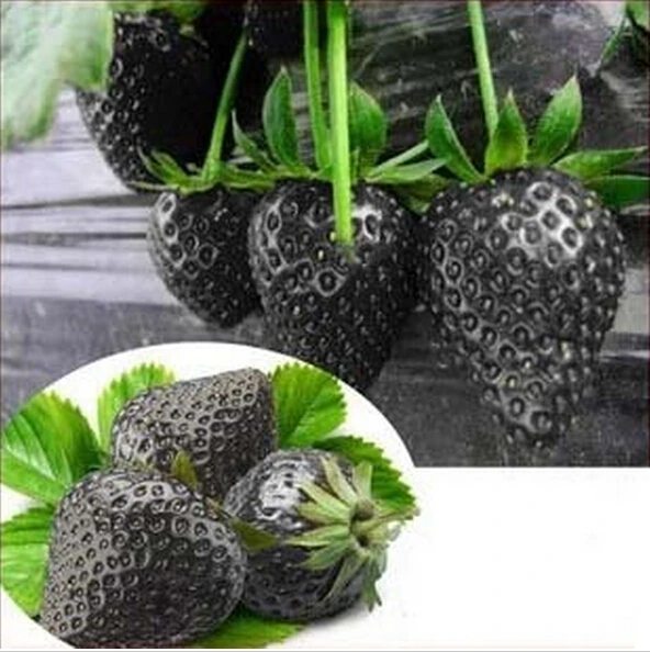 50Pcs Mixed Color Strawberry Fruit Plant Seeds Bonsai Balcony Garden Decor USA 50Pcs Mixed Color Strawberry Fruit Plant Seeds Bonsai Balcony Garden Decor USA