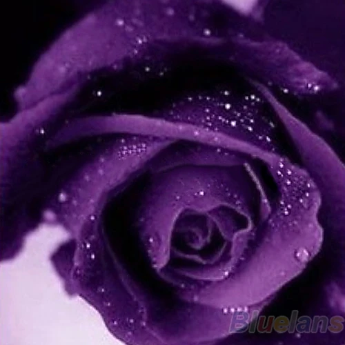 200pcs Lot 10 Colors Mix Color Rose Seeds Blue Red Purple Pink Black 200pcs Lot 10 Colors Mix Color Rose Seeds Blue Red Purple Pink Black Rainbow Petal