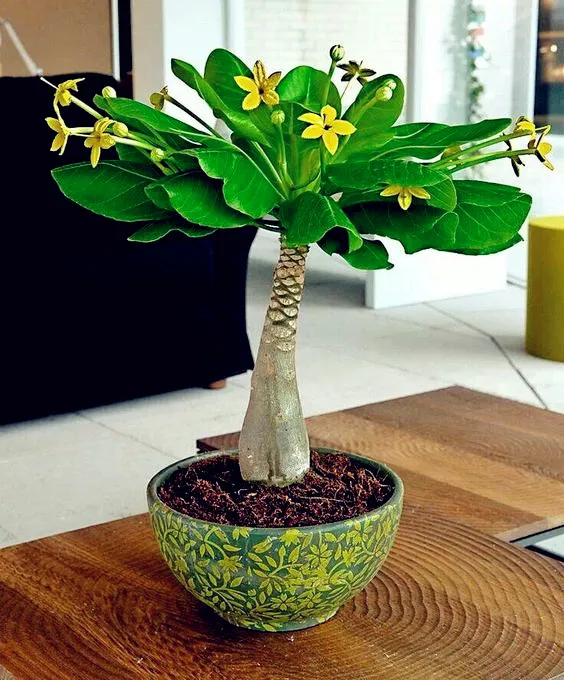 Bonsai 1 Pcs Pachira Macrocarpa 100% True Bonsai Tree Whip Pachira For Diy Home Garden Household Items Bonsai 1 Pcs Pachira Macrocarpa 100% True Bonsai Tree Whip Pachira For Diy Home Garden Household Items