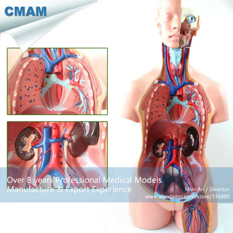 CMAM-TORSO07 Школьного Образования Модель 85 СМ Мужской Торс 23 Запчасти, Женское лицо, Человека Анатомические Модели