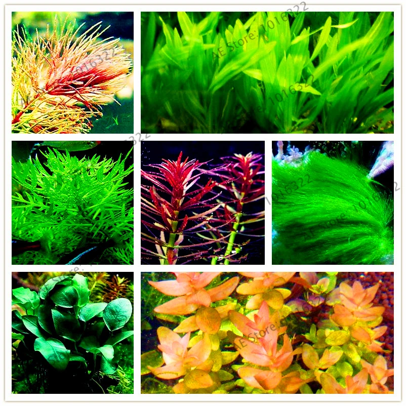 

100pcs/bag water plants bonsai Mini Dwarf Pearl Plants Aquarium Grass garden Fish Tank Ornamental Aquatic water grass