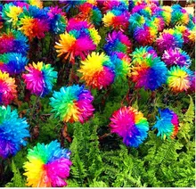 200pcs rainbow chrysanthemum font b seeds b font bonsai flower font b seeds b font potted