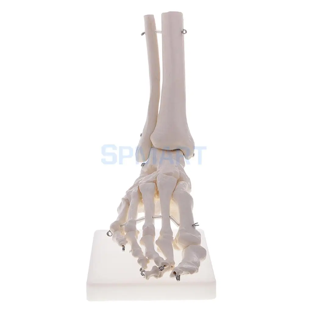 1:1 Human Knee Joint Skeleton +Human Foot & Ankle Joint Model School Teaching Display Lab Supplies Kits