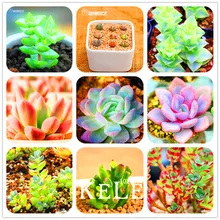 Новинка! 10 шт./пакет 99 вида на выбор литопс сад суккуленты растений лжеобрубленный бонсай для офиса цветок flores,# OFK2BA