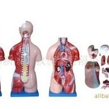 45 см Модель 23 человеческое тело модель человека