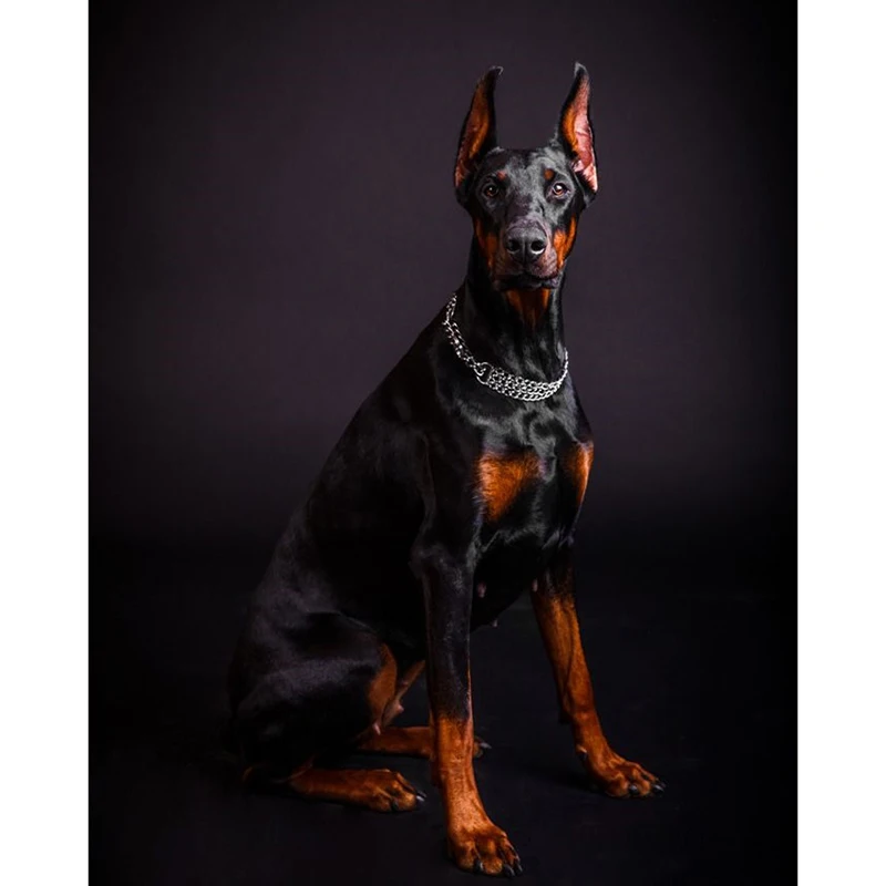

DIY embroidery, 5D, diamond painting,Doberman Pinscher cross stitch, 3D, diamond mosaic, needle and thread live, 30x40cm