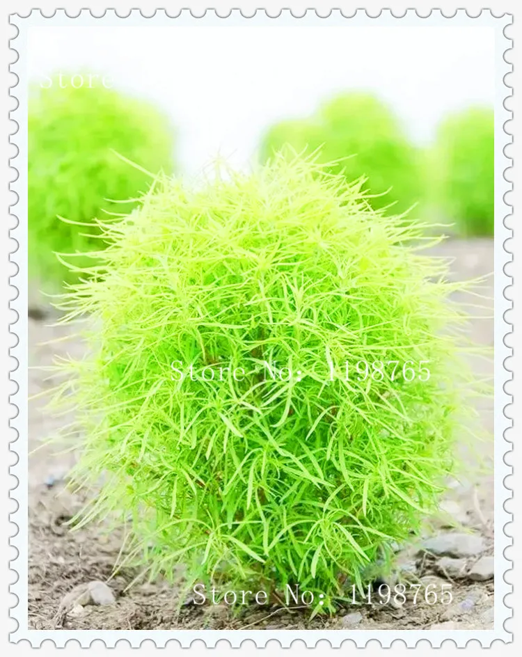 blue grass seeds perennial 100pcs grass burning bush blue grass seeds perennial 100pcs grass burning bush