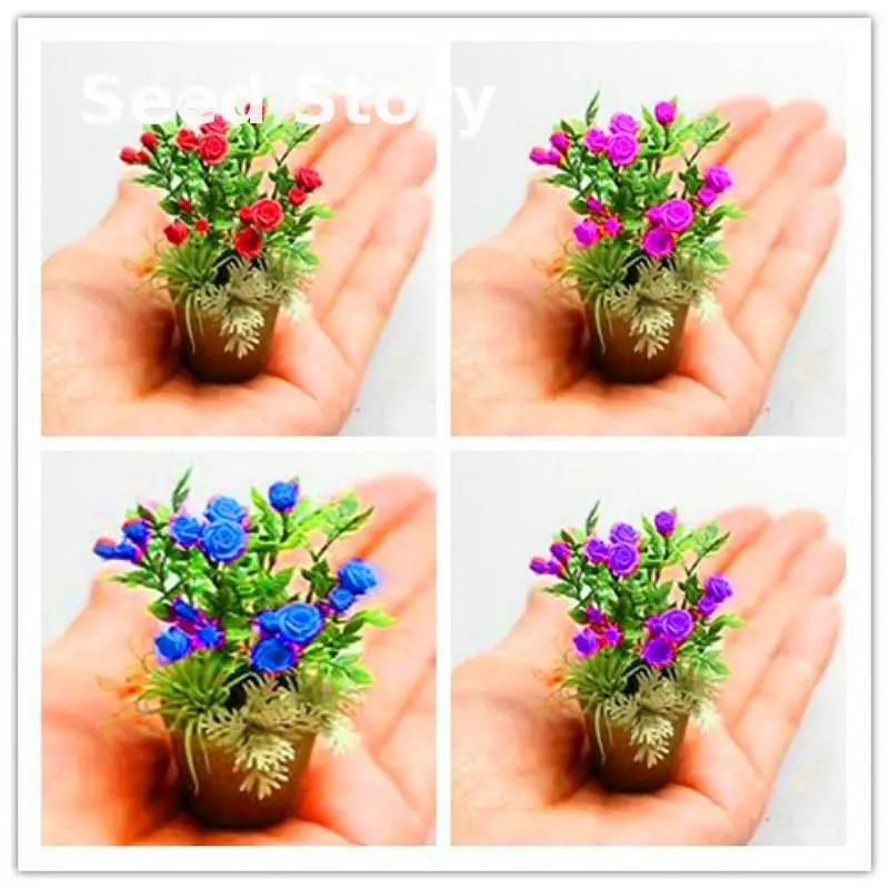 

100 plants / Packing New Rose plants 4 Different Colors Rare C-c Rose Mini Bonsai bonsai Heirloom Plants Chinese Rose Flower pla
