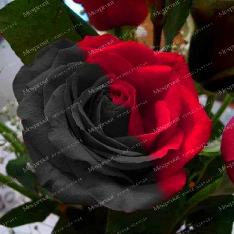 

True Blood Black Rose 100PCS Rare Rose Bonsai Flowers Bonsai For Garden Bonsai Planting Semillas De Rosa BLACK ROSE