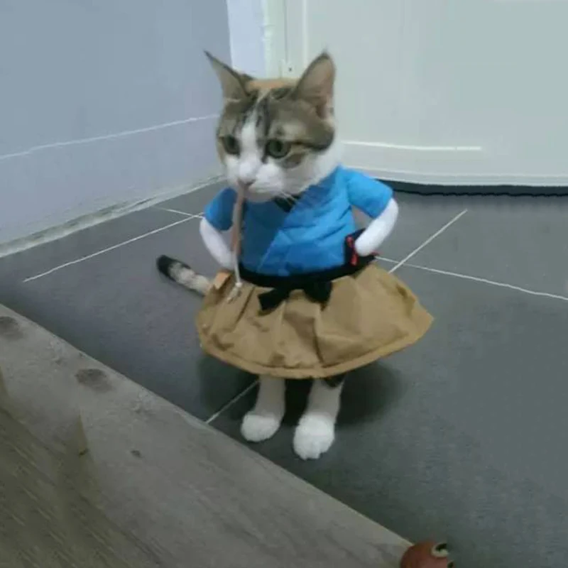 Прикольные костюмы для котов гифки