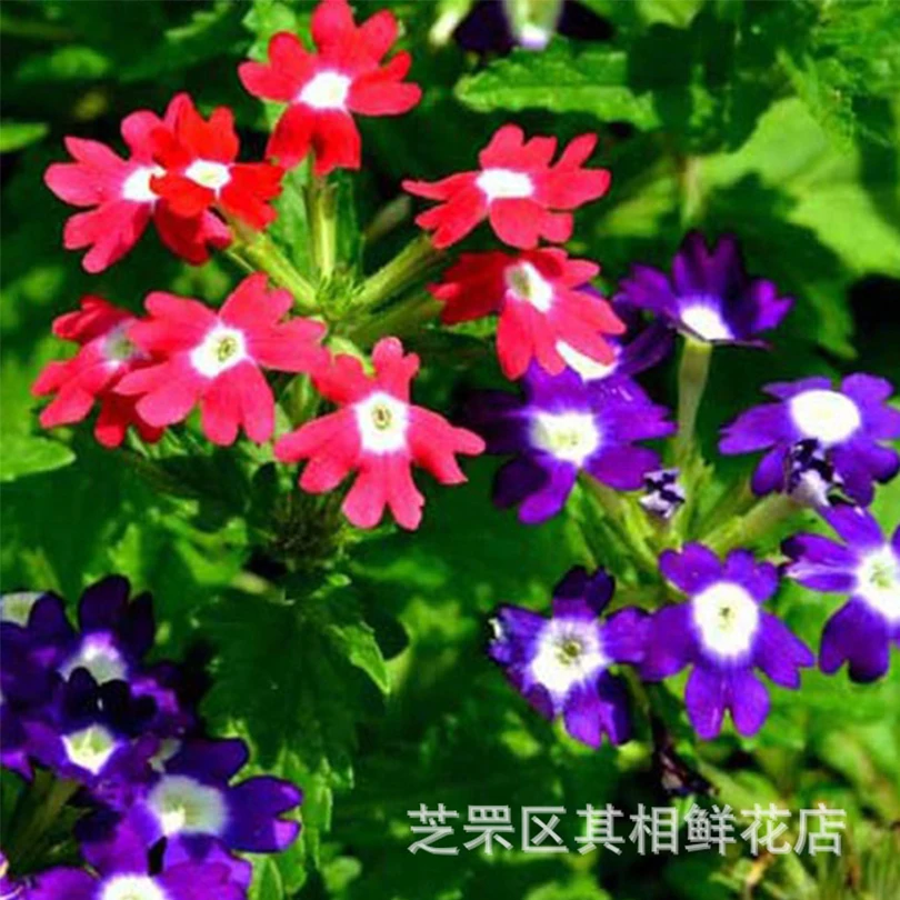 

2019 Time-limited Rushed Summer Semillas Seeds Sementes Beauty Bonsai Ornamental Flowers Potted Balcony Five - Color 30pcs