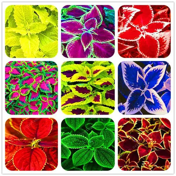 

500pcs Janpanse Bonsai Coleus plant Foliage Plants Perfect Color Rainbow Dragon bonsai Beautiful Flower Plant Garden Semente
