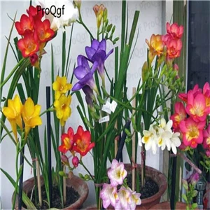 Ngryise 20 шт набор Freesia hybrida