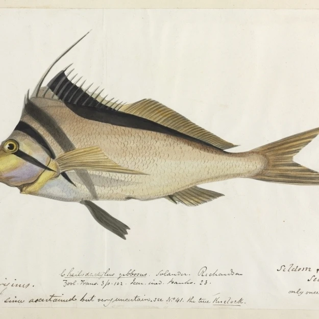 Cheilodactylus Gibbosus  Crested Morwong Poster Print By Mary Evans Natural History Museum (36 X 24)