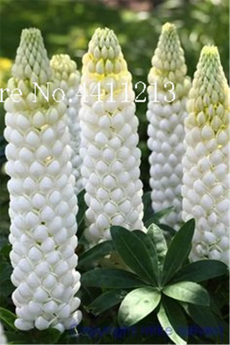 بونساي 100 Pcs الملونة قوس قزح الترمس بونساي راسيل Lupinus الجمال زهرة الزينة Diy المنزل حديقة بقاء معدلات عالية جدا
