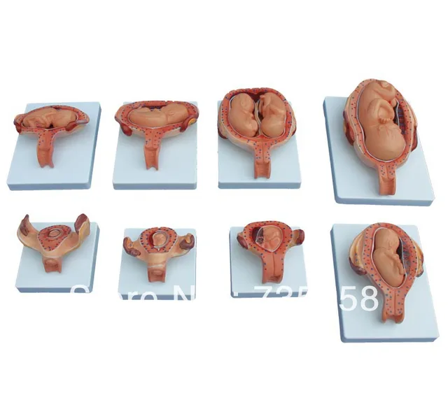 The Development Process for Fetus (Half Size) ,Pregnancy Fetal