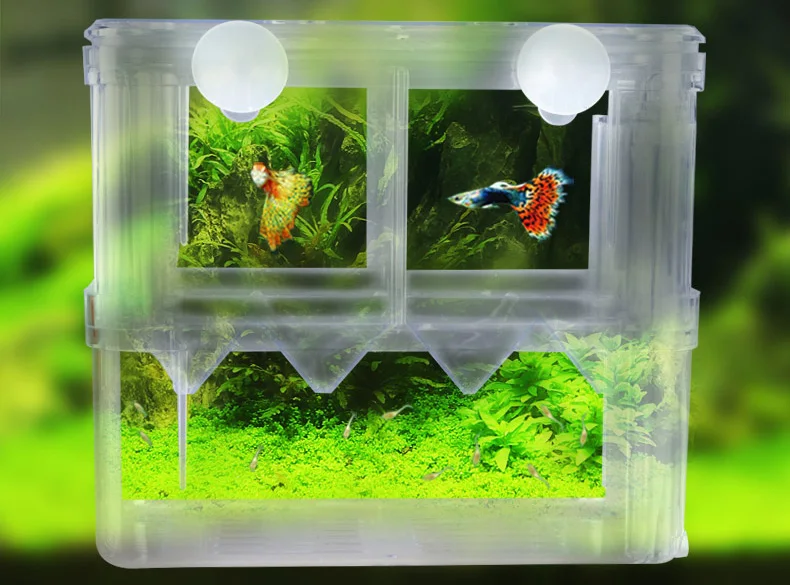 Guppy Eclochette A Poissons Automatique Isolateur De Poissons Pour Bebes Adultes Boite Separee Aquarium Reservoir De Poissons Mini Nano Flotteur Aliexpress