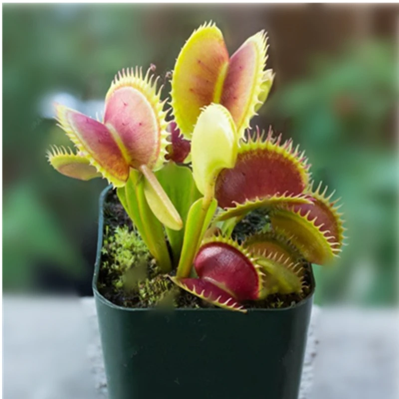 

50 Pcs Potted Insectivorous Plant Bonsais Dionaea Muscipula Giant Clip Flytrap Bonsai Flower Seedling Free Ship Seedsplant