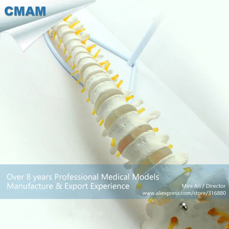 CMAM/12372 позвоночник, медицинская спинальная Колонка анатомическая модель человека