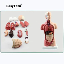 Model 26CM Body Trunk Model Anatomical Organ Model of Human Body System Anatomy Model Medical Teaching expansion model of urinary bladder bladder anatomical model