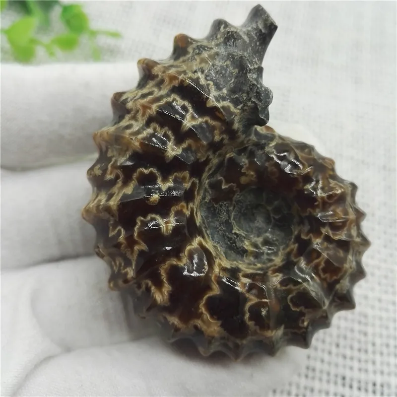 

108g Rare "goat Horn" Fossil Screw With Decorative Pattern Natural Polished Jade From Madagascar Collection