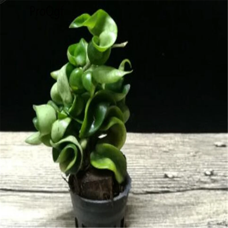 

3Pcs A Set Hoya compacta