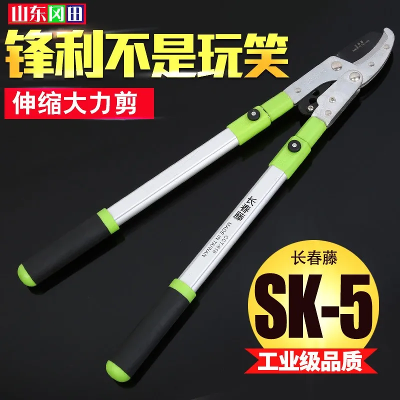 

On-the-spot supply of ivy, stretching and contracting, vigorously pruning garden greening, pruning garden fruit trees, wholesale