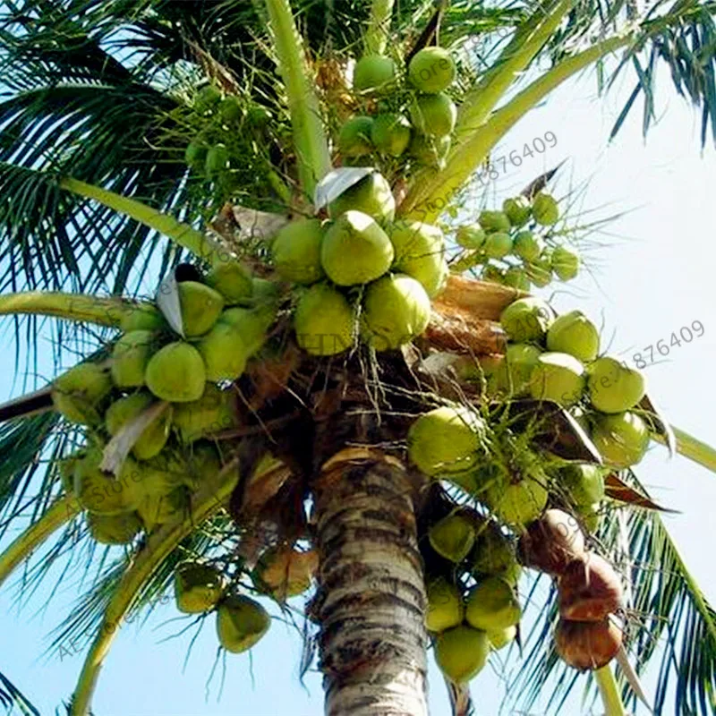 Кокосовое дерево бонсай, многолетнее растение фрукты Растения для дома и сада "сделай сам", вкусные и сочные, кокосового ореха, 10 шт./упак