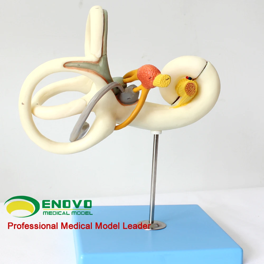 Auditory system internal auditory canalin Medical Science from Office