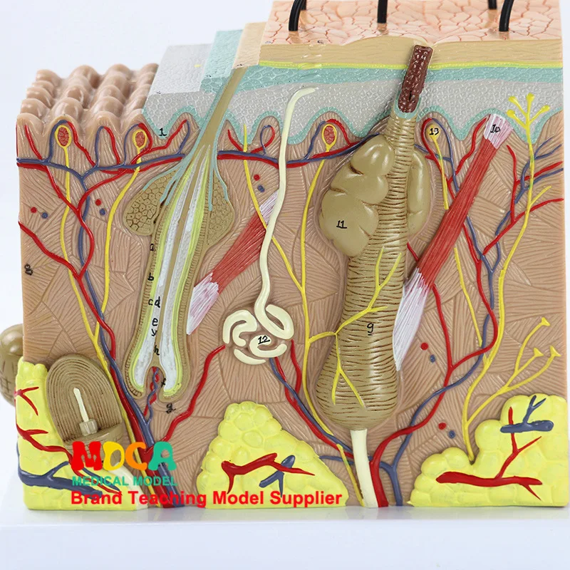 4D 50X увеличенные человеческой кожи и волос органов сборки медицинское учение модельный манекен науки анатомическая модель канцелярские