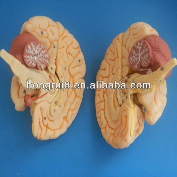 Brain_Anatomical_model 5