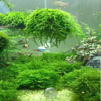 

Hi-Q 5cm Aquarium Fish Tank Media Moss Ball Live Plant Filter Filtration Decor aid for plants